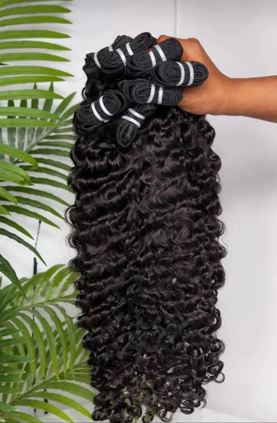 Burmese Curly